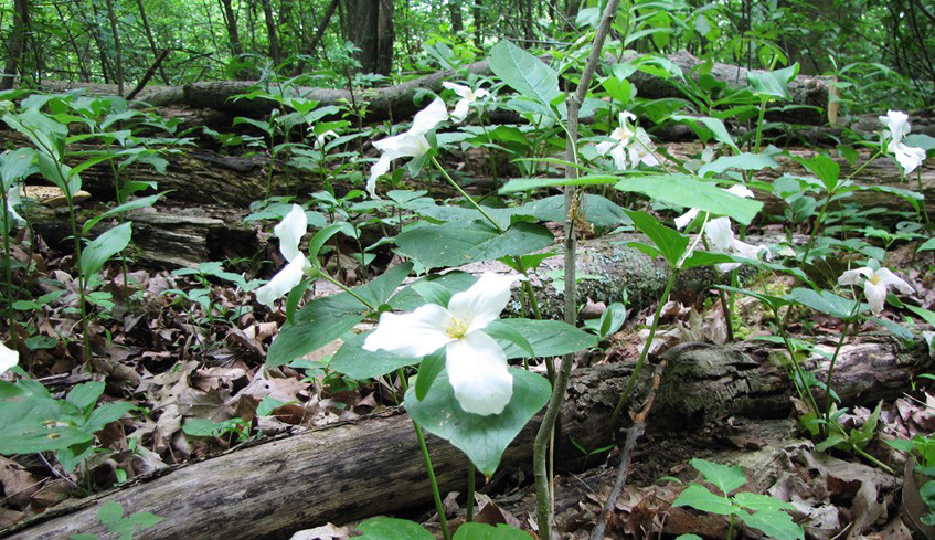Trillium flowers blooming in a forest found in The Upper Thames River Conservation Authority